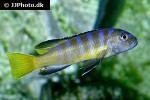 pseudotropheus species elongatus pseudotropheus species elongatus