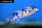 pseudotropheus species marmelade cat pseudotropheus species marmelade cat