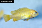 pseudotropheus species membe deep pseudotropheus species membe deep
