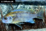 pseudotropheus species patricki pseudotropheus species patricki