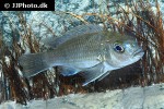 pseudotropheus species patricki pseudotropheus species patricki