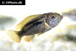 pseudotropheus species polit pseudotropheus species polit