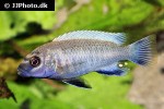 pseudotropheus species polit pseudotropheus species polit
