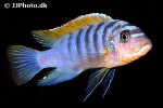 pseudotropheus species red top pseudotropheus species red top