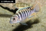 pseudotropheus species red top ndumbi pseudotropheus species red top ndumbi
