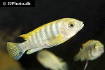 pseudotropheus species red top ndumbi pseudotropheus species red top ndumbi