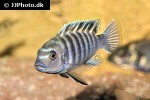pseudotropheus species red top ndumbi pseudotropheus species red top ndumbi