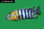 pseudotropheus species redcheek chizamulu pseudotropheus species redcheek chizamulu