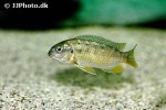 pseudotropheus species redcheek chizamulu pseudotropheus species redcheek chizamulu