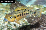 pseudotropheus williamsi pseudotropheus williamsi