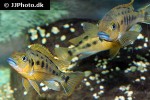 pseudotropheus williamsi pseudotropheus williamsi