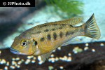pseudotropheus williamsi pseudotropheus williamsi
