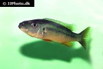 rhamphochromis species chilingali dwarf rhamphochromis species chilingali dwarf