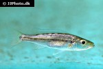 rhamphochromis species chilingali dwarf rhamphochromis species chilingali dwarf