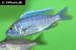sciaenochromis ahli sciaenochromis ahli