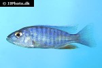 sciaenochromis ahli sciaenochromis ahli