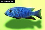 sciaenochromis ahli sciaenochromis ahli