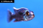 sciaenochromis ahli sciaenochromis ahli