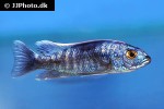 sciaenochromis ahli sciaenochromis ahli