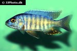 sciaenochromis ahli sciaenochromis ahli