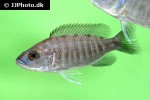 sciaenochromis ahli sciaenochromis ahli