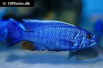 sciaenochromis fryeri sciaenochromis fryeri