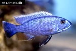 sciaenochromis fryeri sciaenochromis fryeri