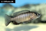 sciaenochromis fryeri sciaenochromis fryeri