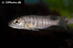 sciaenochromis fryeri sciaenochromis fryeri