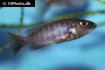 sciaenochromis fryeri sciaenochromis fryeri