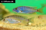 sciaenochromis fryeri sciaenochromis fryeri