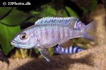 sciaenochromis fryeri sciaenochromis fryeri