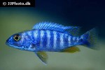 sciaenochromis fryeri iceberg sciaenochromis fryeri iceberg