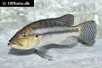 serranochromis robustus serranochromis robustus