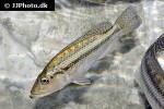 serranochromis robustus serranochromis robustus