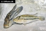 serranochromis robustus serranochromis robustus