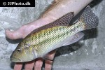 serranochromis robustus serranochromis robustus