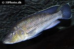 serranochromis robustus serranochromis robustus