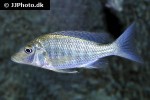taeniolethrinops praeorbitalis taeniolethrinops praeorbitalis