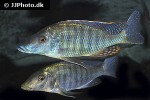 taeniolethrinops praeorbitalis taeniolethrinops praeorbitalis