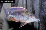 taeniolethrinops praeorbitalis taeniolethrinops praeorbitalis