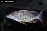 taeniolethrinops praeorbitalis taeniolethrinops praeorbitalis