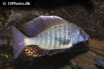 taeniolethrinops praeorbitalis taeniolethrinops praeorbitalis