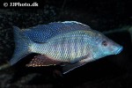 taeniolethrinops praeorbitalis taeniolethrinops praeorbitalis