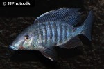 taeniolethrinops praeorbitalis taeniolethrinops praeorbitalis