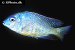 tramitichromis intermedius tramitichromis intermedius