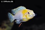 tropheops macrophthalmus tropheops macrophthalmus