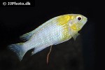 tropheops macrophthalmus tropheops macrophthalmus