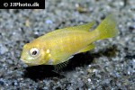 tropheops macrophthalmus tropheops macrophthalmus