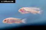 tropheops species albino white zebra tropheops species albino white zebra